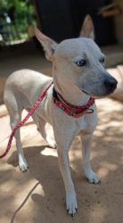 Reunited Male Dog last seen Gordon side rd and rogers rd, Fulshear, TX 77441