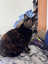 Reunited Female Cat last seen Garrison and Jewll, Lakewood, CO 80227