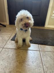 Found/Stray Male Dog last seen Plantation Pkwy, Savannah, TX 76227