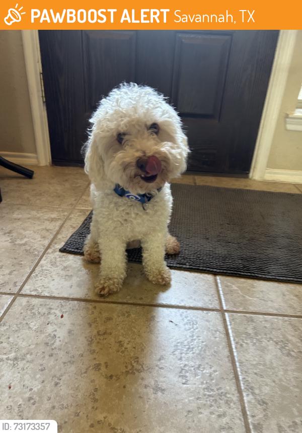 Found/Stray Male Dog last seen Plantation Pkwy, Savannah, TX 76227