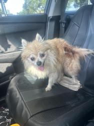 Reunited Female Dog last seen Kentwick/W. Little York, Houston, TX 77084