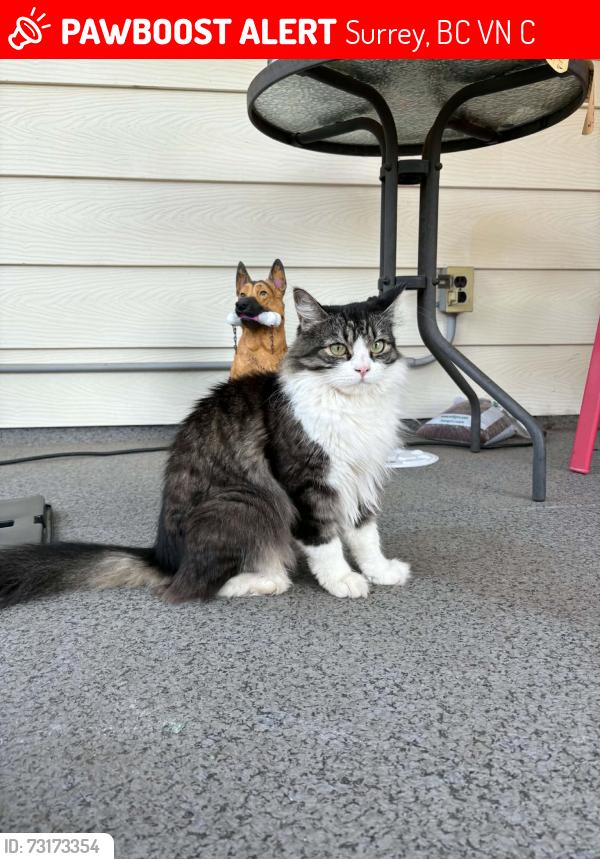 Lost Female Cat last seen Near st and 76 ave, Surrey BC, Surrey, BC V4N 6C6