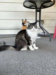 Lost Female Cat last seen Near st and 76 ave, Surrey BC, Surrey, BC V4N 6C6