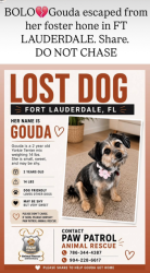 Reunited Female Dog last seen last seen at 3574 Riverland Road, Ft. Lauderdale 33312, Fort Lauderdale, FL 33312