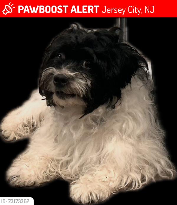 Lost Male Dog last seen Arlington Ave and Carteret, Jersey City, NJ 07305