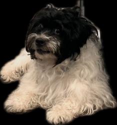 Lost Male Dog last seen Arlington Ave and Carteret, Jersey City, NJ 07305