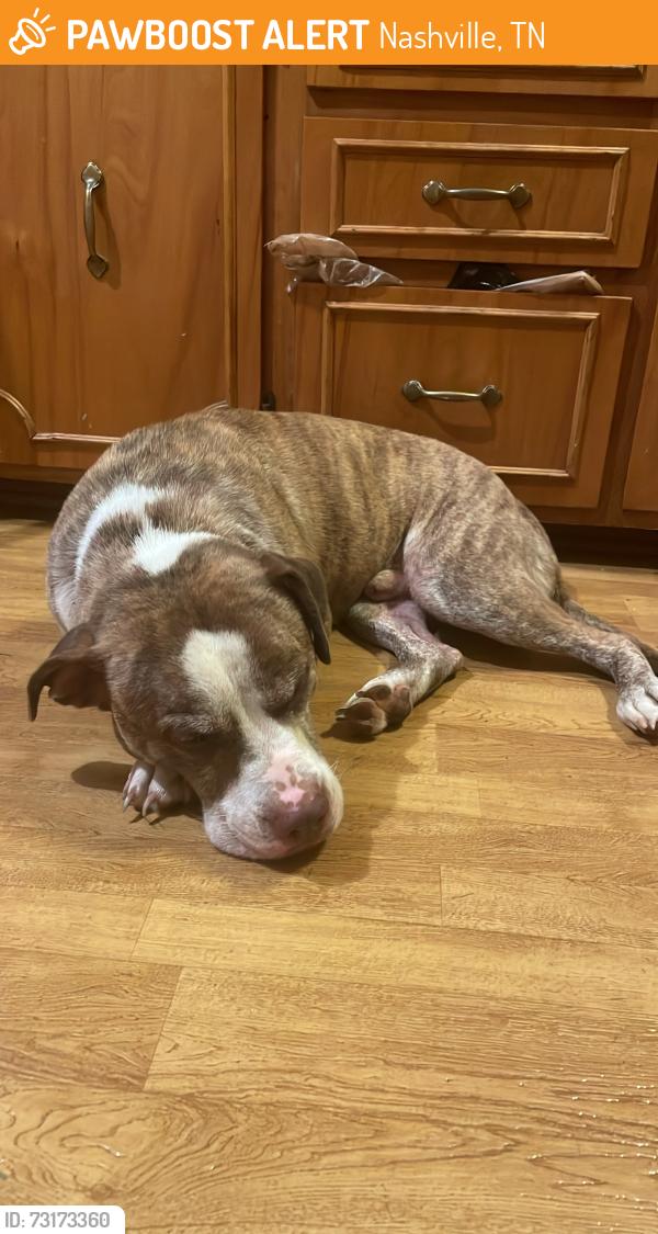Found/Stray Male Dog last seen Gale Lane, near Melrose Kroger, Nashville, TN 37204