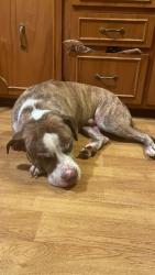 Found/Stray Male Dog last seen Gale Lane, near Melrose Kroger, Nashville, TN 37204