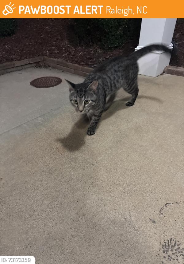 Found/Stray Male Cat last seen Rock Quarry Rd, Raleigh, NC 27610