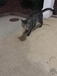 Found/Stray Male Cat last seen Rock Quarry Rd, Raleigh, NC 27610
