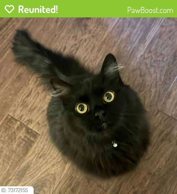 Reunited Female Cat last seen Dayton Blvd, Chattanooga, TN 37415