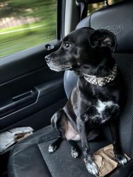Reunited Female Dog last seen Whipps Mill and Lyndon Lane, Louisville, KY 40203