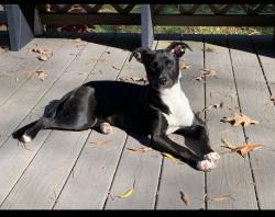 Reunited Female Dog last seen Fork Bixby Rd & Markland Rd, Advance, NC, Davie County, NC 27006