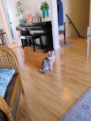 Reunited Female Cat last seen Mansel, San Francisco, CA 94134