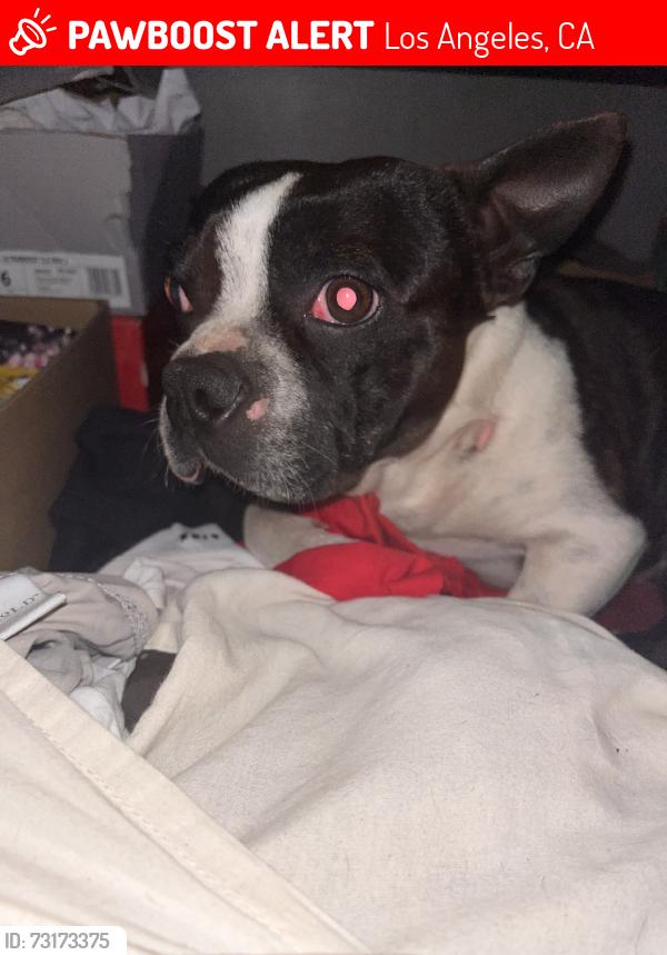 Lost Male Dog last seen Van nuys & tupper st, Los Angeles, CA 91343
