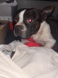 Lost Male Dog last seen Van nuys & tupper st, Los Angeles, CA 91343