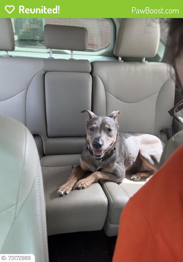 Reunited Female Dog last seen Near Evening Trail Dr, Spring, TX 77388, USA, Spring, TX 77388