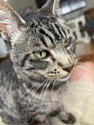 Reunited Female Cat last seen Burlington, Santa Rosa, CA 95405