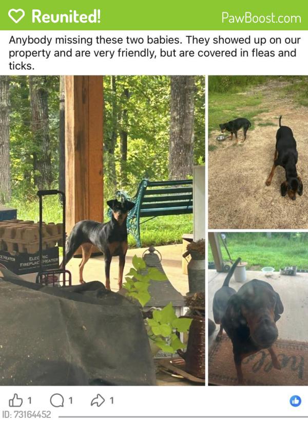 Reunited Unknown Dog last seen Hwy 293 (Kingston Hwy) and old Wade Rd, Old Wade Rd NW, GA 30145
