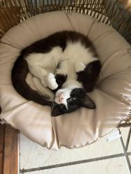 Lost Male Cat last seen Fowler/Gettysburg, Clovis, CA 93611