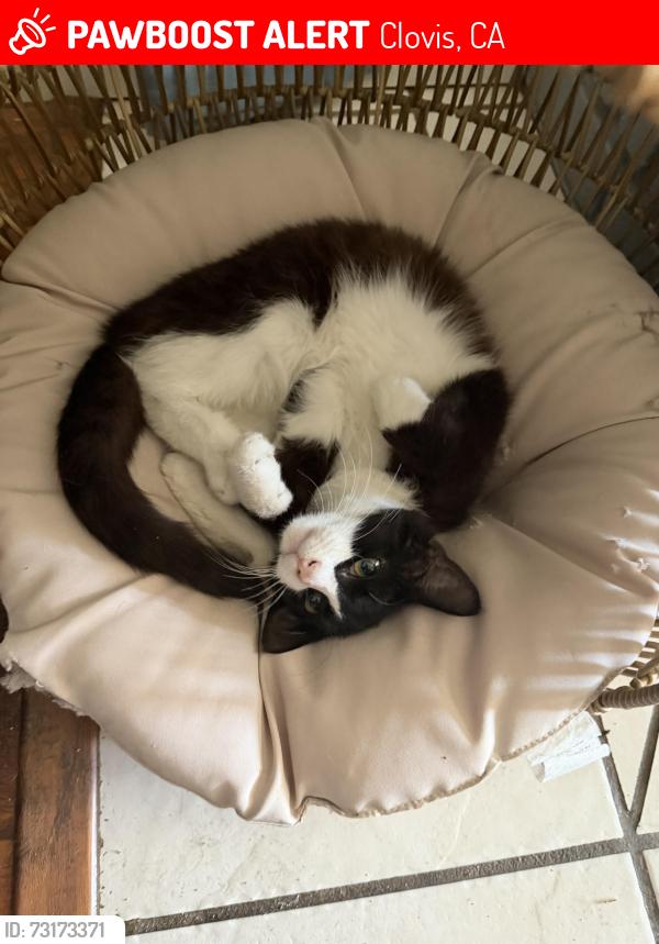 Lost Male Cat last seen Fowler/Gettysburg, Clovis, CA 93611