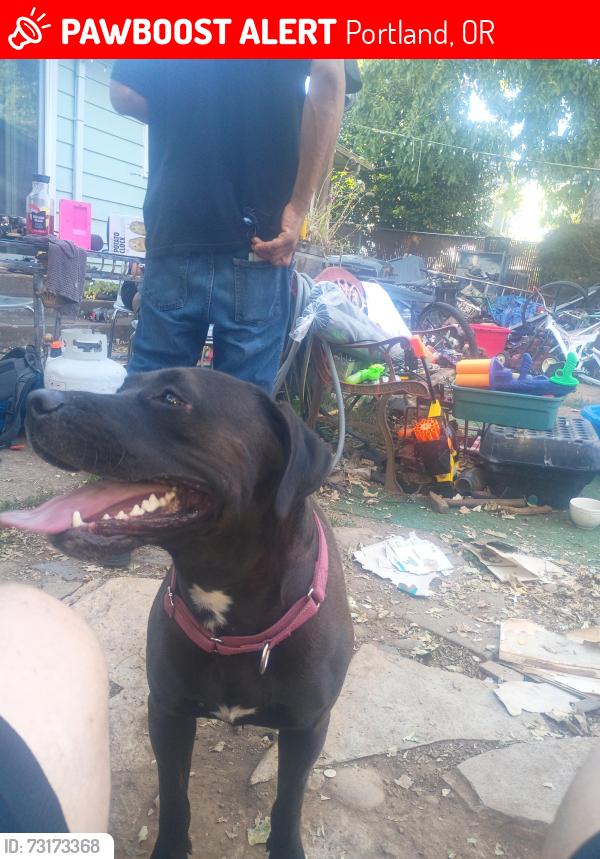 Lost Female Dog last seen se 57th and Ramona street, Portland, OR 97206