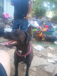 Lost Female Dog last seen se 57th and Ramona street, Portland, OR 97206
