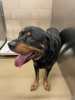 Shelter Stray Male Dog last seen Near Buelwood, Desoto, TX, 1150 E Pleasant Run Rd, Cedar Hill, TX 75104, USA