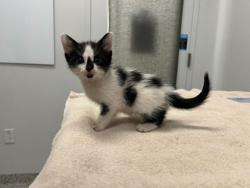 Shelter Stray Female Cat last seen Near Blue River Rd, 64132, MO, 7077 Elmwood Ave, Kansas City, MO 64132, USA