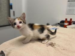Shelter Stray Female Cat last seen Near Blue River Rd, 64132, MO, 7077 Elmwood Ave, Kansas City, MO 64132, USA