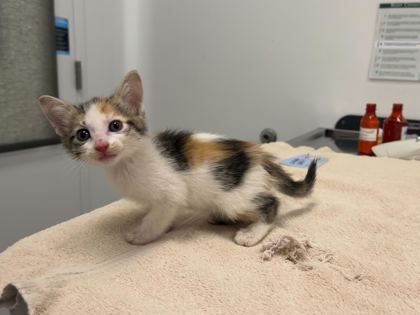 Shelter Stray Female Cat last seen Near Blue River Rd, 64132, MO, 7077 Elmwood Ave, Kansas City, MO 64132, USA