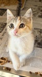 Shelter Stray Female Cat last seen Near Longview St, 75149, TX, 1650 Gross Rd, Mesquite, TX 75149, USA
