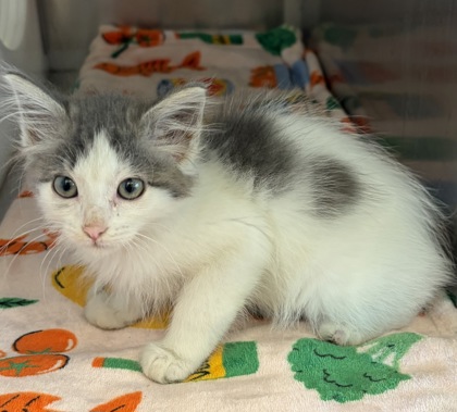 Shelter Stray Female Cat last seen Near Orion, 75181, TX, 1650 Gross Rd, Mesquite, TX 75149, USA