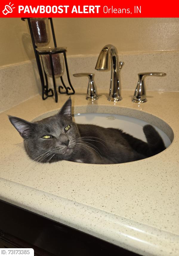 Lost Male Cat last seen Near noe rd orleans, in 47452, Orleans, IN 47452