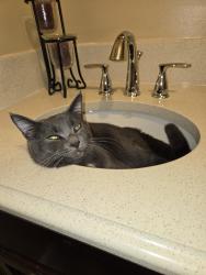 Lost Male Cat last seen Near noe rd orleans, in 47452, Orleans, IN 47452