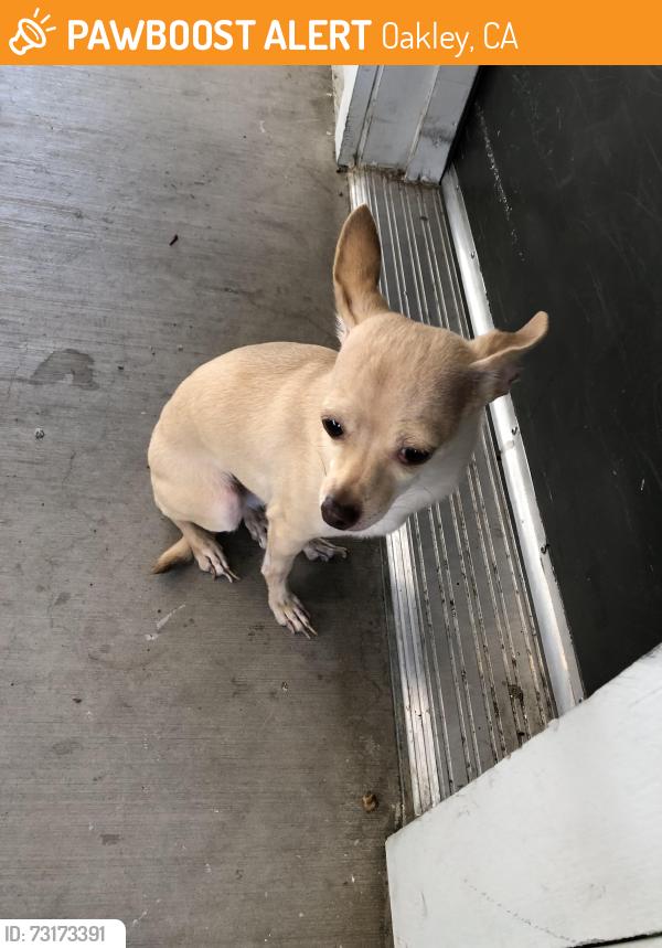Found/Stray Unknown Dog last seen Starbucks, Oakley, CA 94561