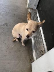 Found/Stray Unknown Dog last seen Starbucks, Oakley, CA 94561