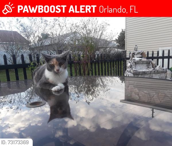 Lost Female Cat last seen Old Goldenroad, Orlando, FL 32822