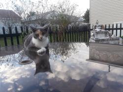 Lost Female Cat last seen Old Goldenroad, Orlando, FL 32822