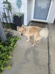 Reunited Male Dog last seen Via los Altos, Carrollton, TX 75006