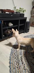Lost Male Dog last seen james burke ave, Patterson, CA 95363