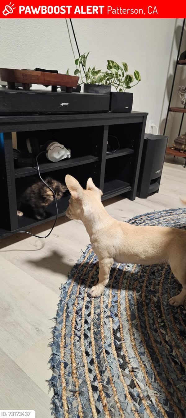 Lost Male Dog last seen james burke ave, Patterson, CA 95363