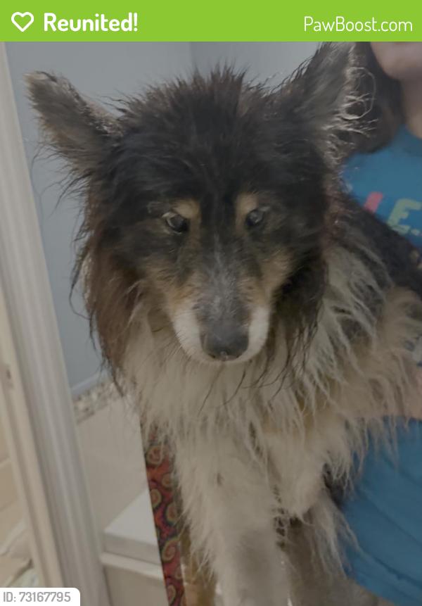 Reunited Male Dog last seen Cawthra Road, half block north of QEW entrances and overpass, standing in southbound lane of traffic, Mississauga, ON 
