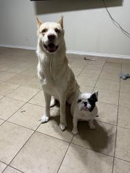 Lost Female Dog last seen Caravaca dr, Garland, TX 75043
