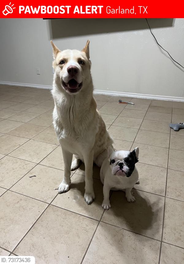 Lost Female Dog last seen Caravaca dr, Garland, TX 75043