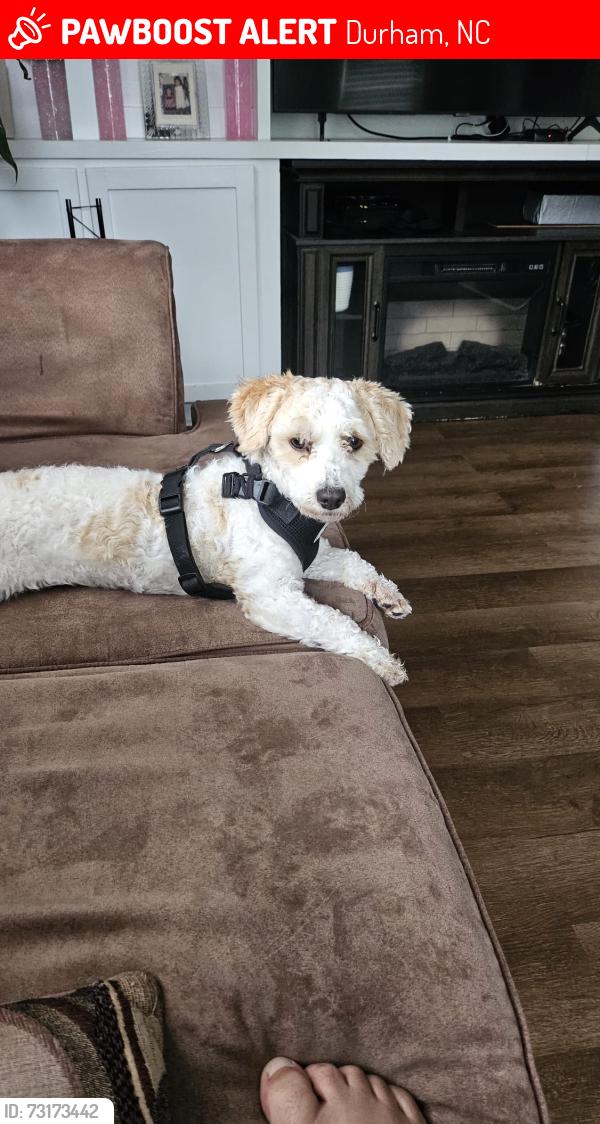 Lost Male Dog last seen Cheek rd Durham, Durham, NC 27704