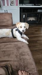 Lost Male Dog last seen Cheek rd Durham, Durham, NC 27704