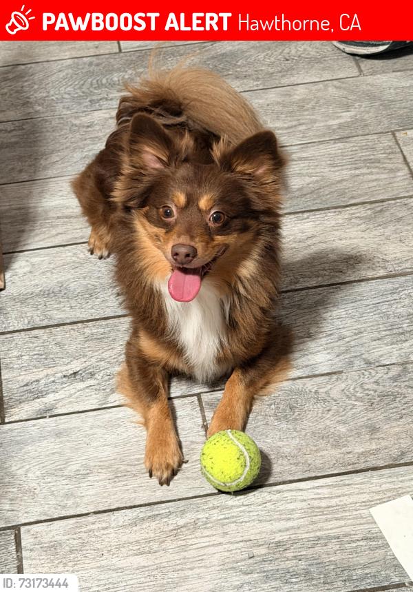 Lost Male Dog last seen Near, Hawthorne, CA 90250