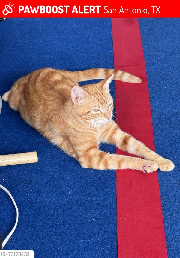 Lost Male Cat last seen Talia Drive, San Antonio, TX 78254