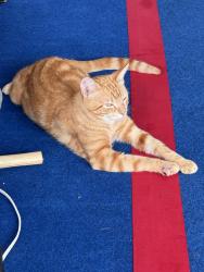 Lost Male Cat last seen Talia Drive, San Antonio, TX 78254